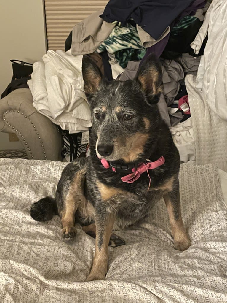 Brisket, an Australian Cattle Dog tested with EmbarkVet.com