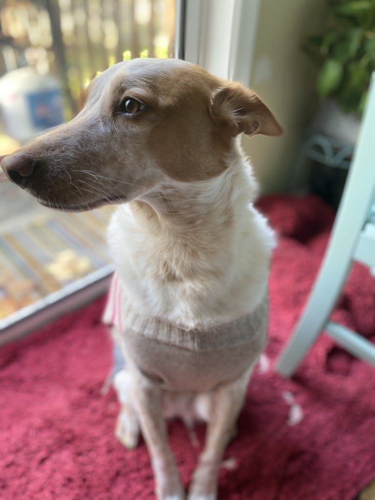 Ginger, an Australian Cattle Dog and German Shepherd Dog mix tested with EmbarkVet.com