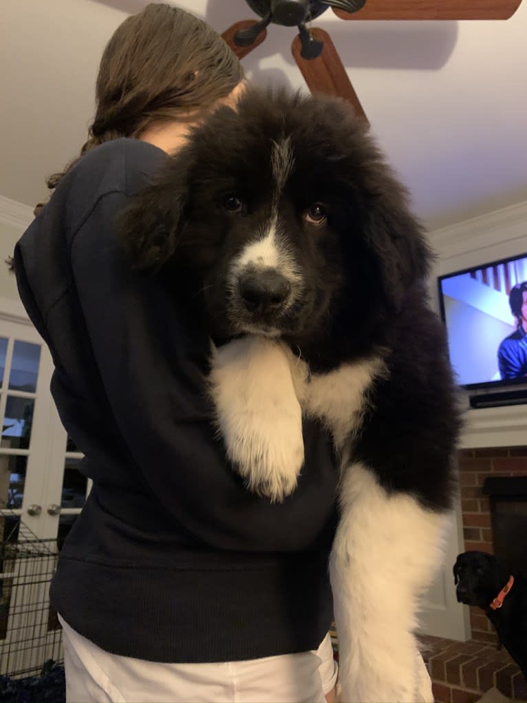 Bowie, a Great Pyrenees and Australian Shepherd mix tested with EmbarkVet.com