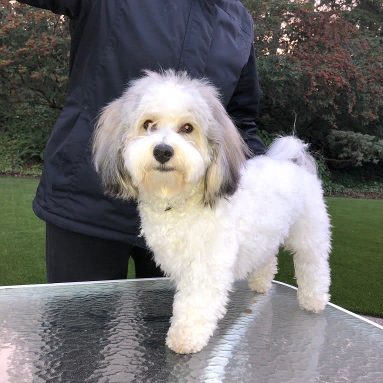 Wesley, a Coton de Tulear tested with EmbarkVet.com