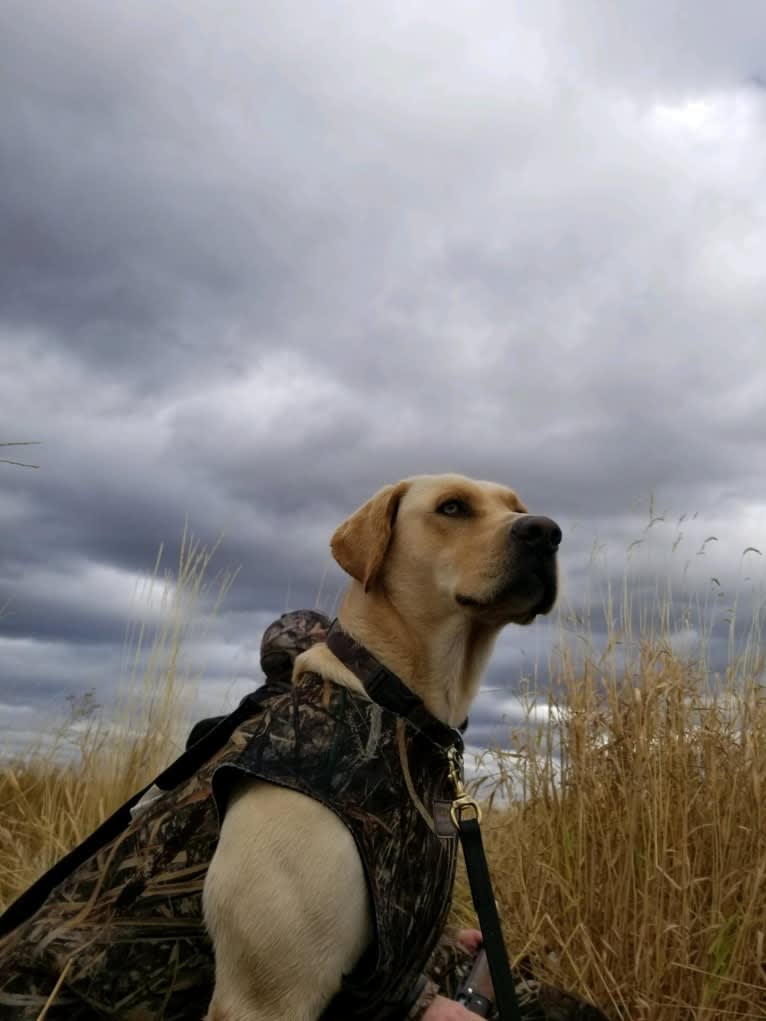 Cooper, a Labrador Retriever tested with EmbarkVet.com