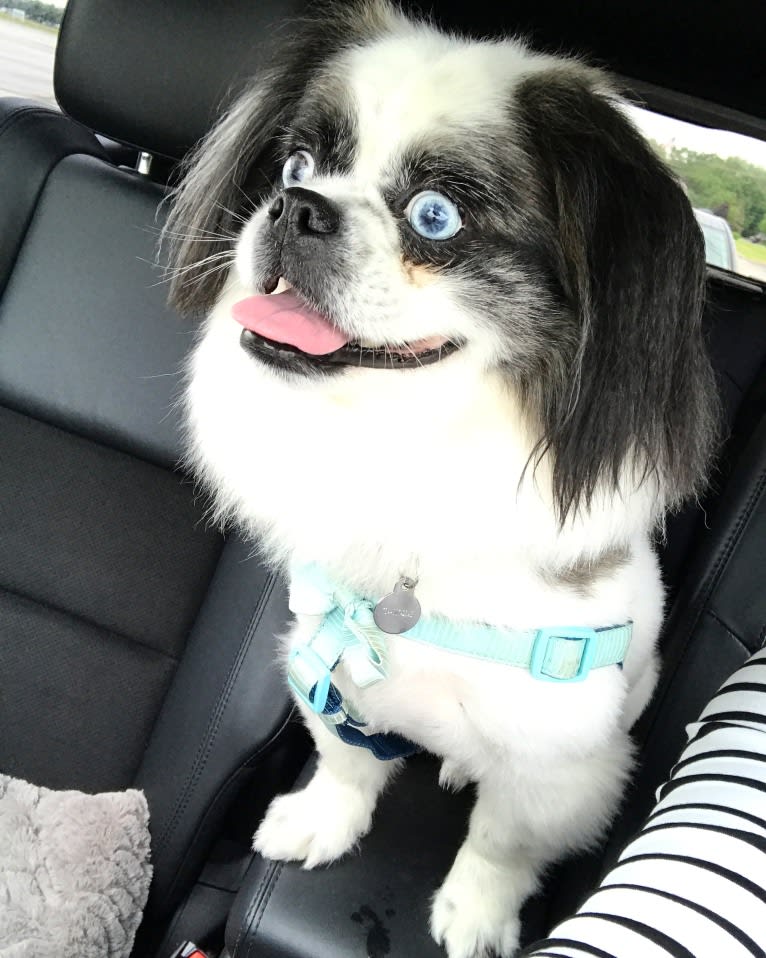 Poe, a Pekingese and Pomeranian mix tested with EmbarkVet.com