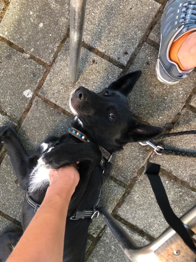 Chesley, a Canaan Dog tested with EmbarkVet.com