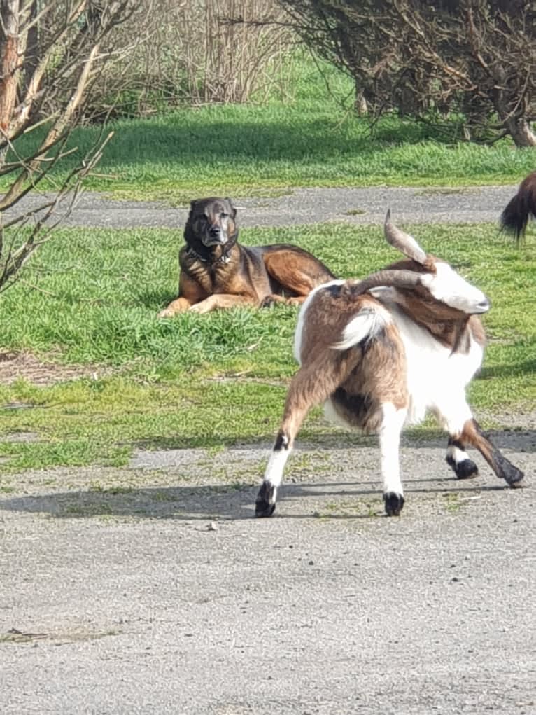 Alfie, a Belgian Malinois and Rottweiler mix tested with EmbarkVet.com