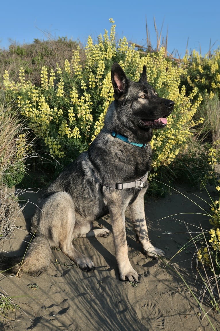 Kodiak, a Caucasian Ovcharka and German Shepherd Dog mix tested with EmbarkVet.com