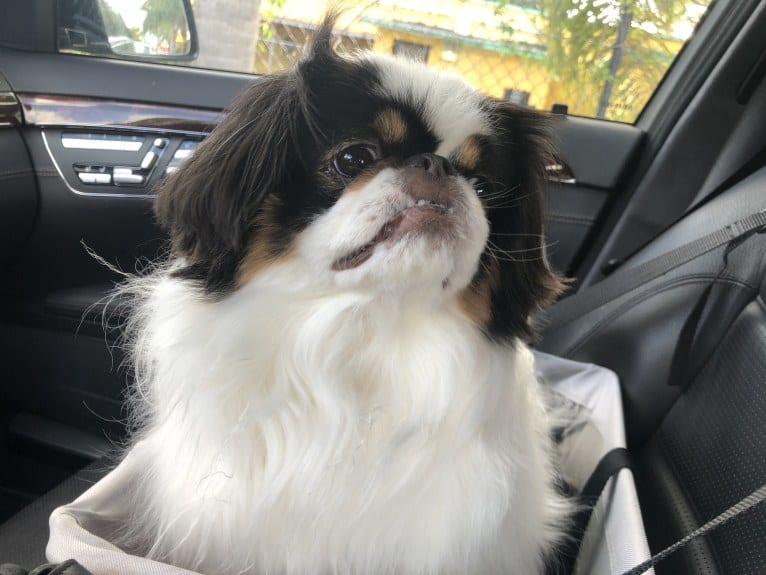 Cujo, a Japanese Chin tested with EmbarkVet.com