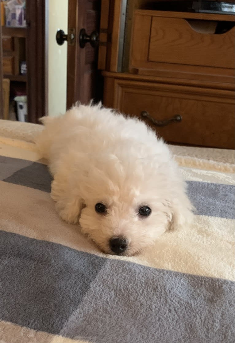 Oz, a Bichon Frise tested with EmbarkVet.com