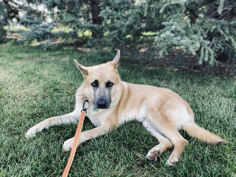 Boban, a German Shepherd Dog and Great Pyrenees mix tested with EmbarkVet.com