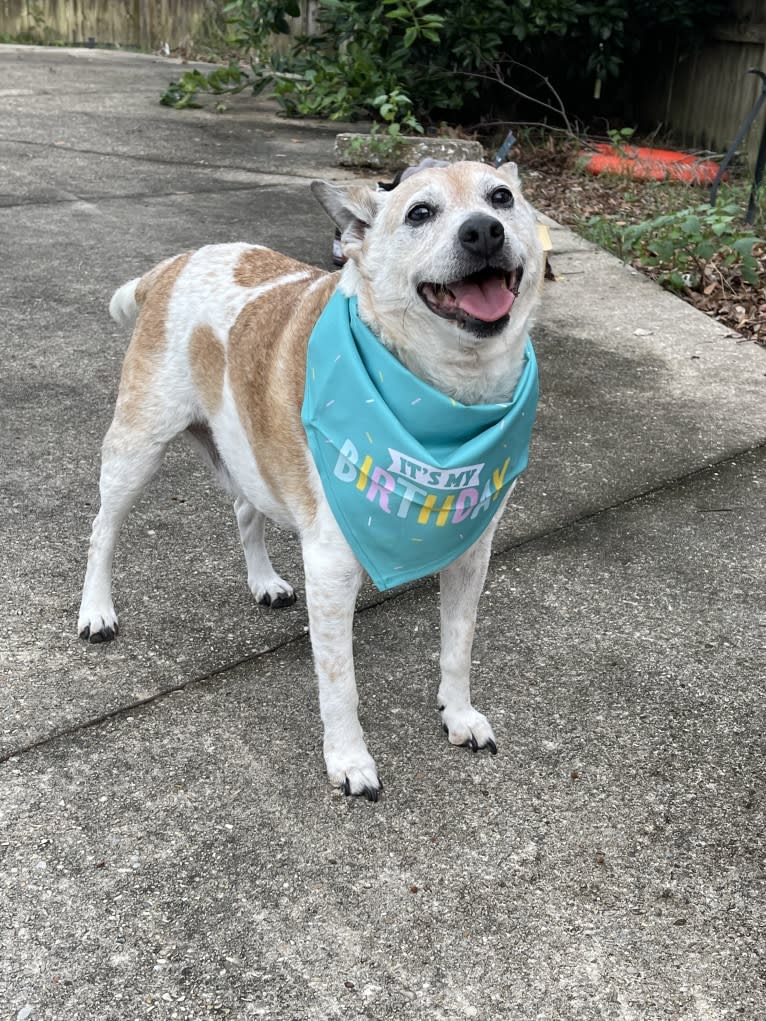 Sammy, an Australian Cattle Dog and Pug mix tested with EmbarkVet.com