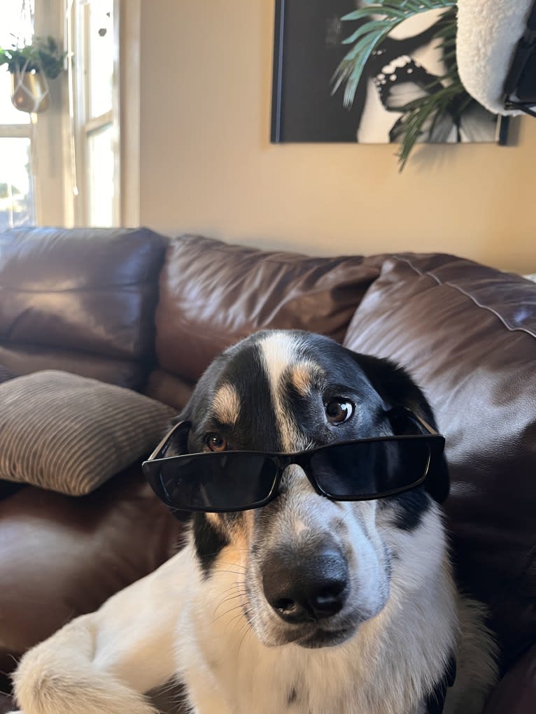 Auggie, an Australian Cattle Dog and Great Pyrenees mix tested with EmbarkVet.com