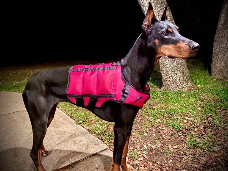 Lexie, a Doberman Pinscher tested with EmbarkVet.com