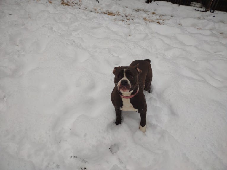 Snoopy, an Olde English Bulldogge tested with EmbarkVet.com