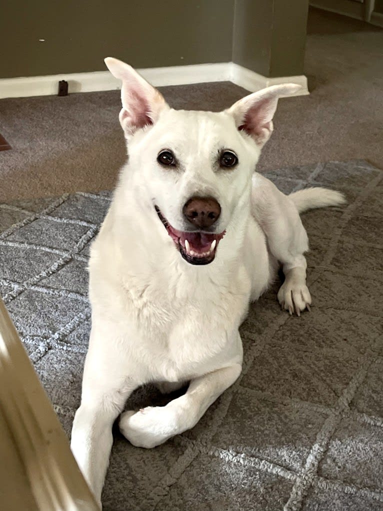 Darwin, a Chow Chow and Labrador Retriever mix tested with EmbarkVet.com