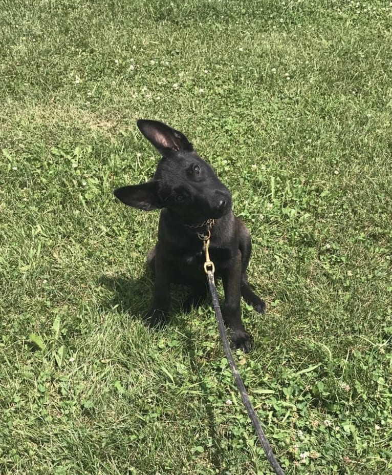 Franky, a Belgian Shepherd tested with EmbarkVet.com