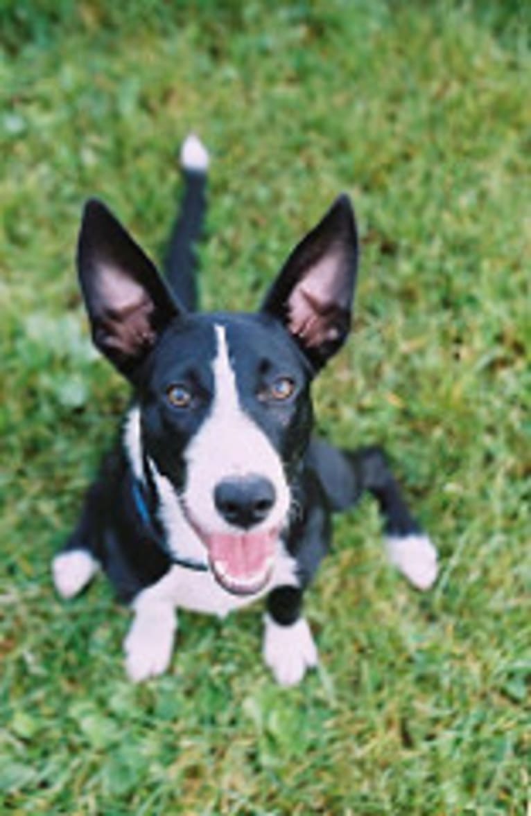 Flint, a Border Collie and McNab mix tested with EmbarkVet.com