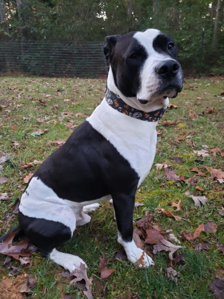 Chappie, an American Pit Bull Terrier and American Staffordshire Terrier mix tested with EmbarkVet.com