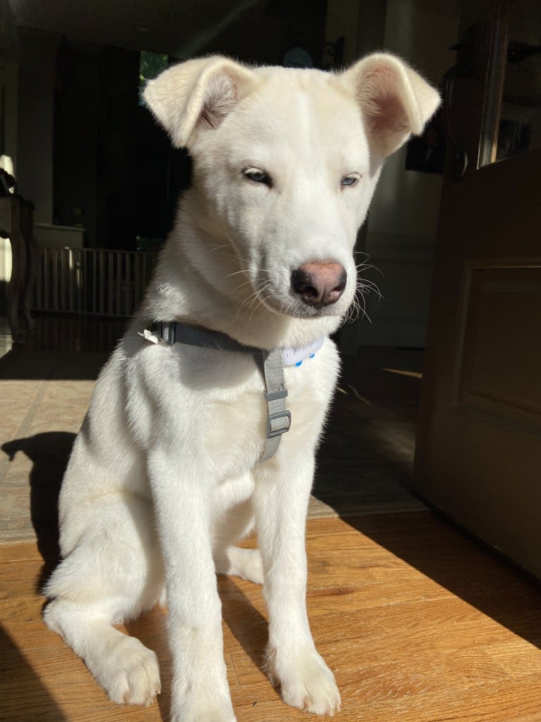 Dash, a Siberian Husky and German Shepherd Dog mix tested with EmbarkVet.com