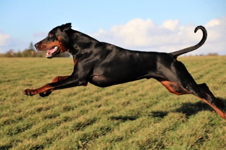 Tyson, a Doberman Pinscher tested with EmbarkVet.com