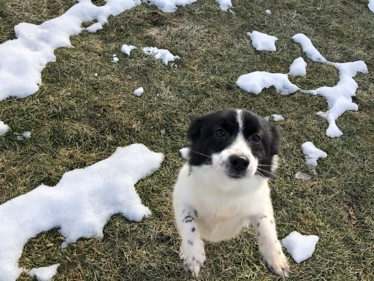 Clank, a Japanese or Korean Village Dog tested with EmbarkVet.com