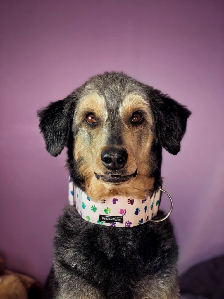 Hayley, an Aussiedoodle tested with EmbarkVet.com