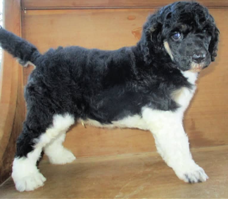 Eros, a Poodle (Standard) tested with EmbarkVet.com