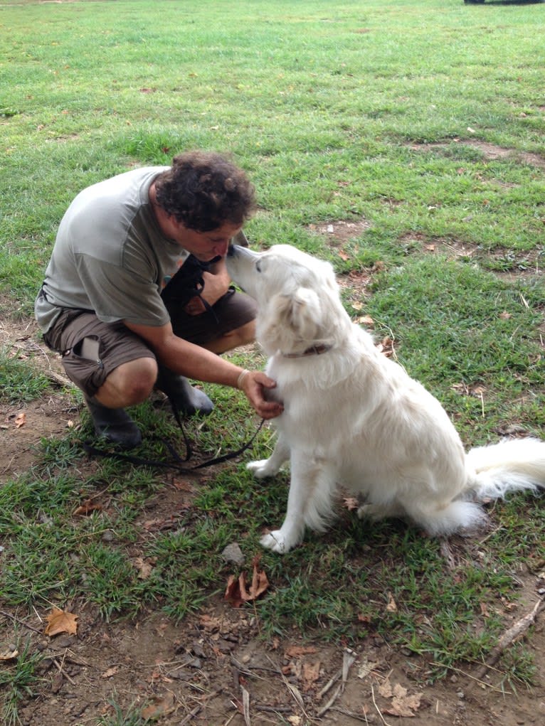 Virgil, a Great Pyrenees and Golden Retriever mix tested with EmbarkVet.com