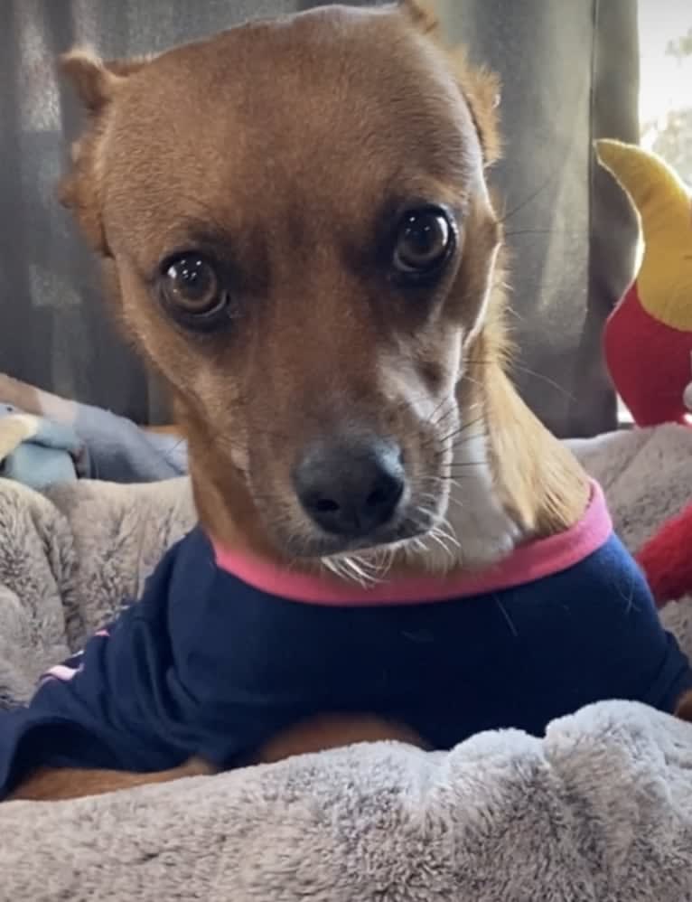 Scarlet, an Australian Cattle Dog and Chihuahua mix tested with EmbarkVet.com