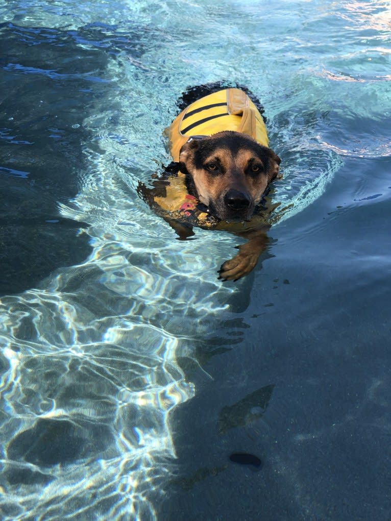 Jake Finn, a Catahoula Leopard Dog and German Shepherd Dog mix tested with EmbarkVet.com