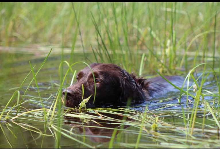 Luna, a Boykin Spaniel and Golden Retriever mix tested with EmbarkVet.com