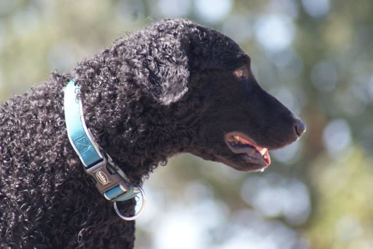 Praetorium Latobicorum's Haru, a Curly-Coated Retriever tested with EmbarkVet.com