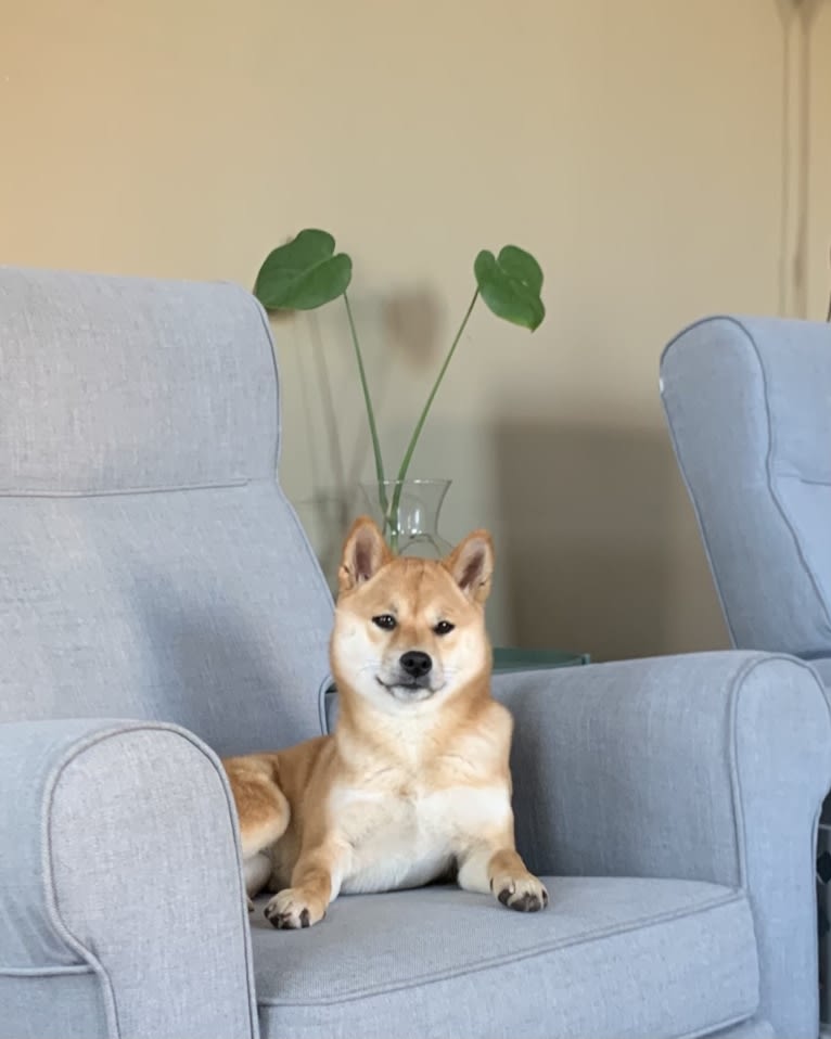 Maple, a Shiba Inu tested with EmbarkVet.com