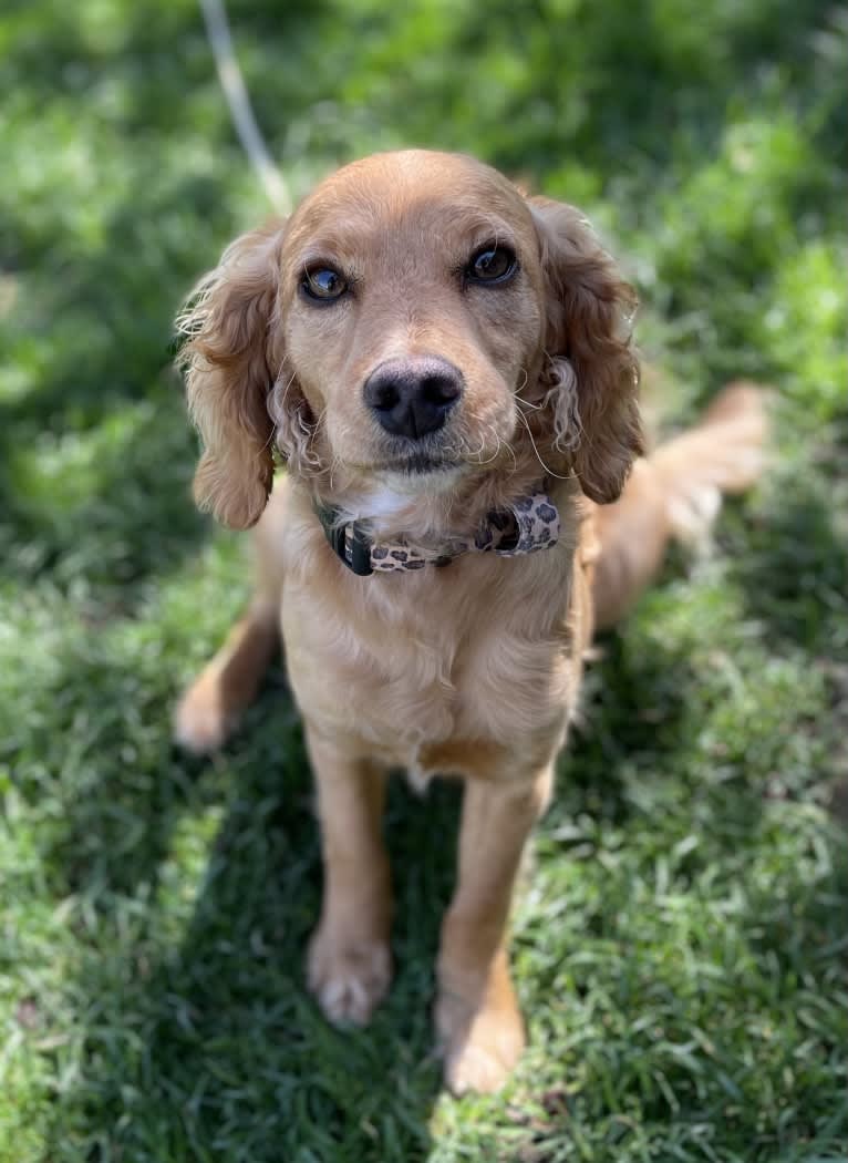 Hoku, a Cockapoo tested with EmbarkVet.com