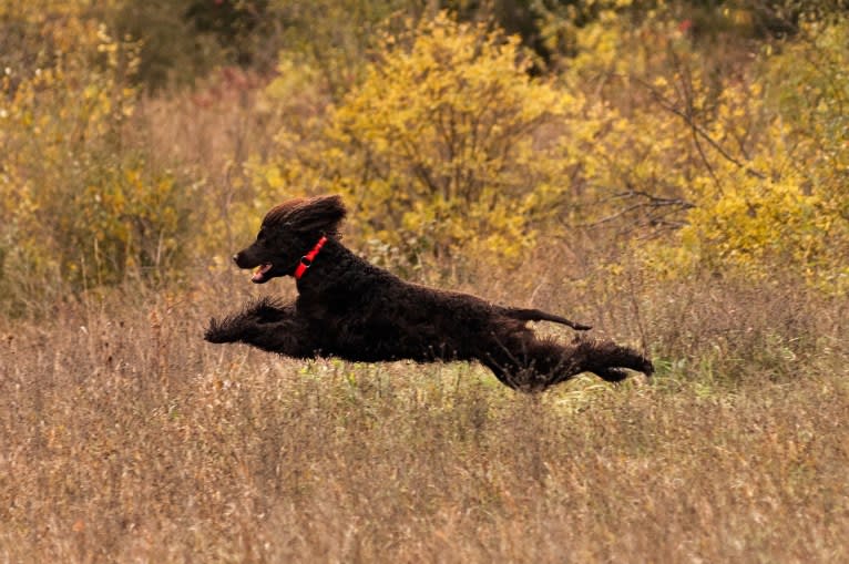 Ruairi, an Irish Water Spaniel tested with EmbarkVet.com