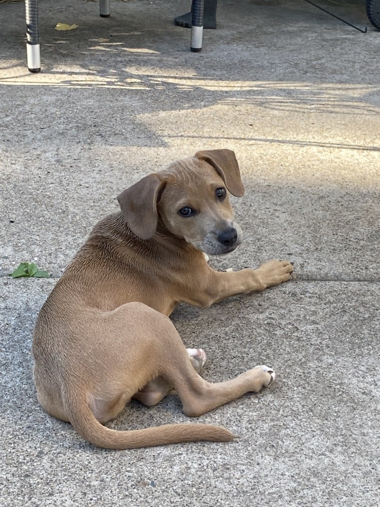 Lila, an American Pit Bull Terrier and Labrador Retriever mix tested with EmbarkVet.com