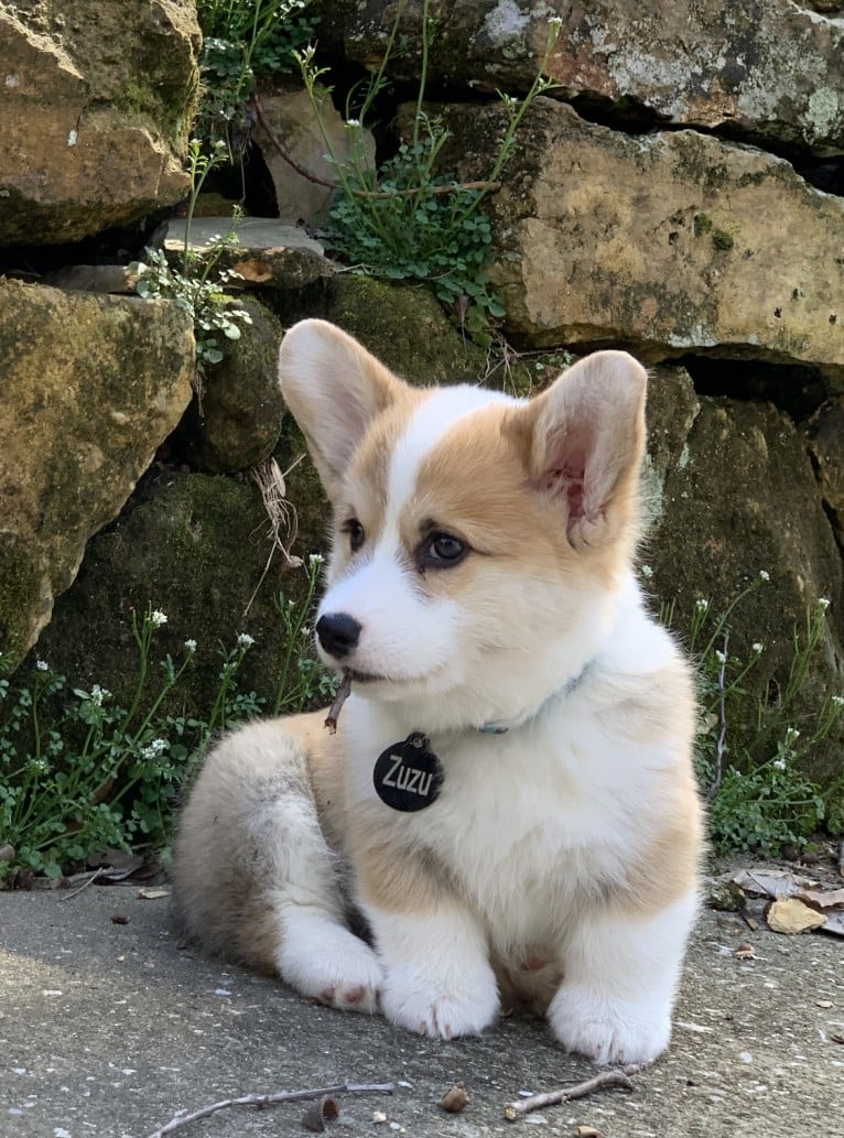 Kudzu (Zuzu), a Pembroke Welsh Corgi tested with EmbarkVet.com