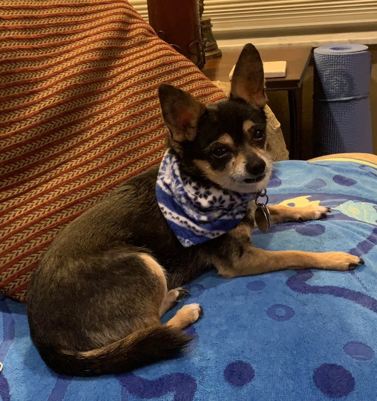 Coco, a Chihuahua and Rat Terrier mix tested with EmbarkVet.com