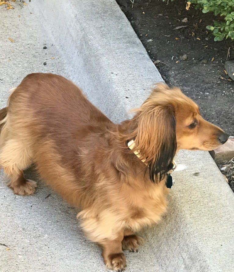 Hattie, a Dachshund (4.3% unresolved) tested with EmbarkVet.com