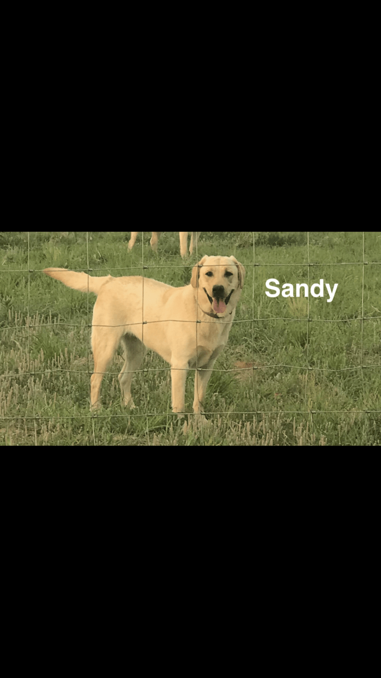 Sandy, a Labrador Retriever tested with EmbarkVet.com