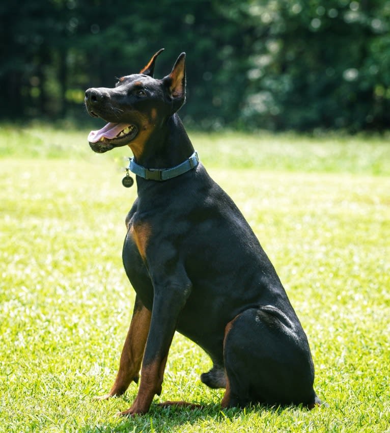 Duke, a Doberman Pinscher tested with EmbarkVet.com