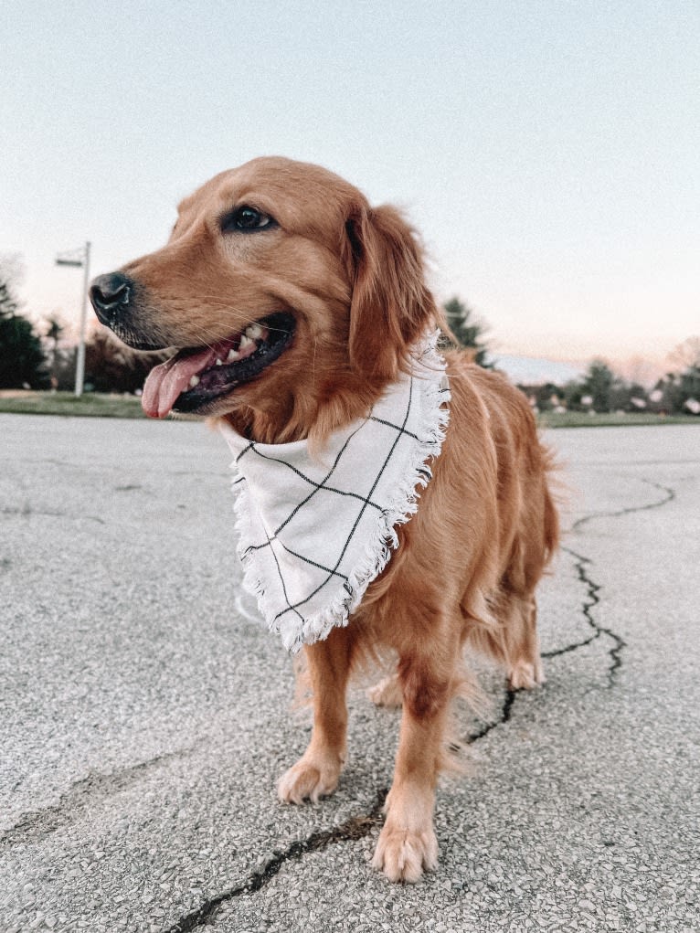 Marley, a Golden Retriever tested with EmbarkVet.com