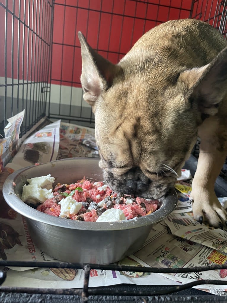 Louie, a French Bulldog and Bulldog mix tested with EmbarkVet.com