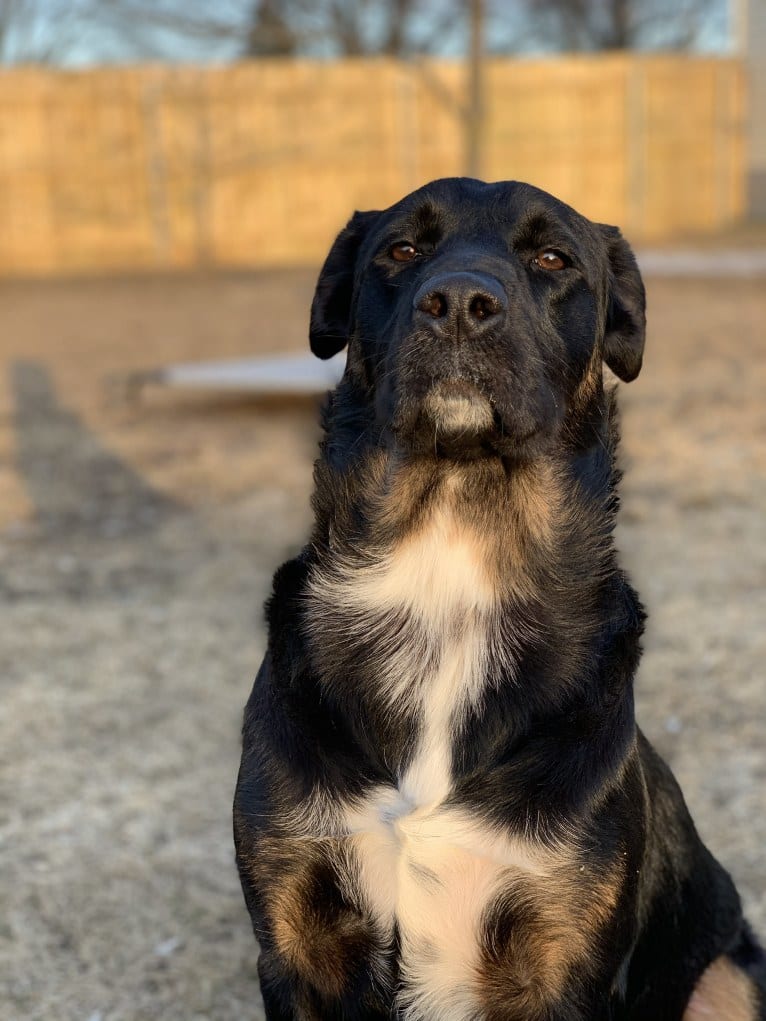 Smokey, a Labrador Retriever and Border Collie mix tested with EmbarkVet.com