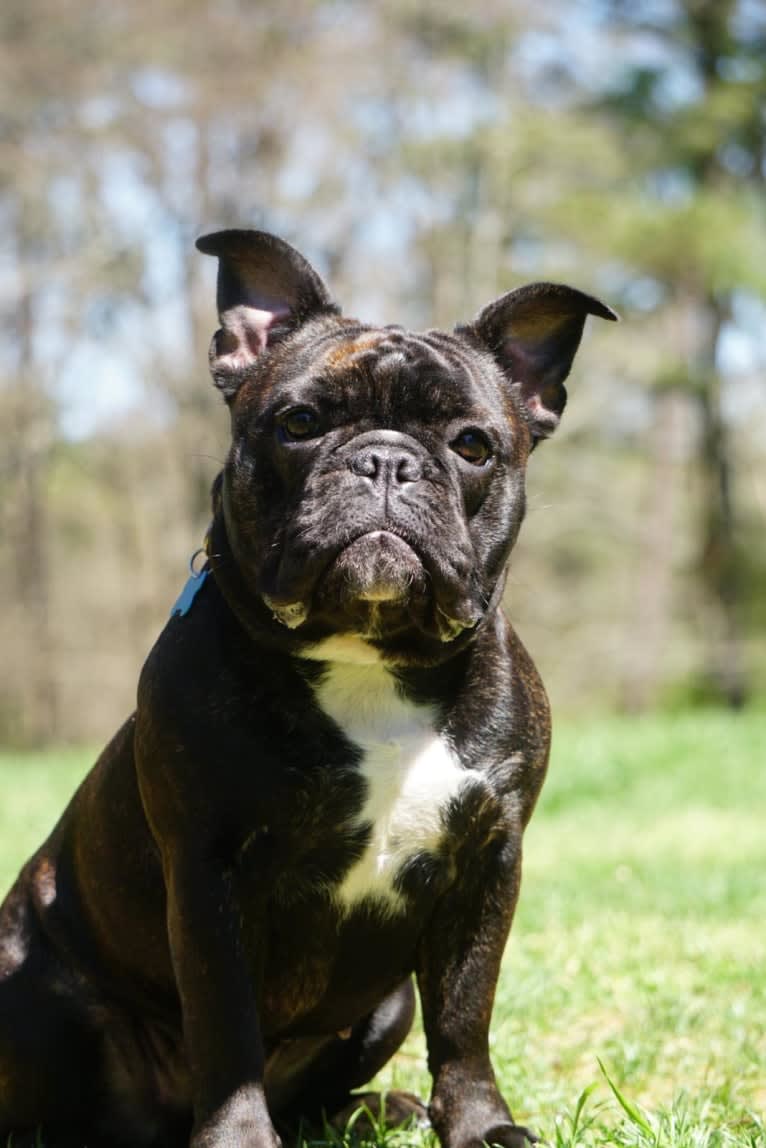 Eris, a French Bulldog and Bulldog mix tested with EmbarkVet.com