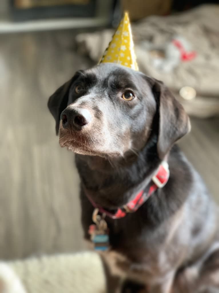 Guinness, a Labrador Retriever and Australian Cattle Dog mix tested with EmbarkVet.com