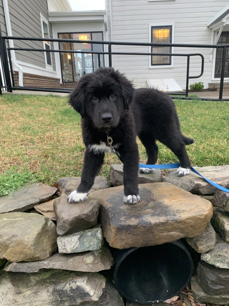 Oliver, a Great Pyrenees and Golden Retriever mix tested with EmbarkVet.com