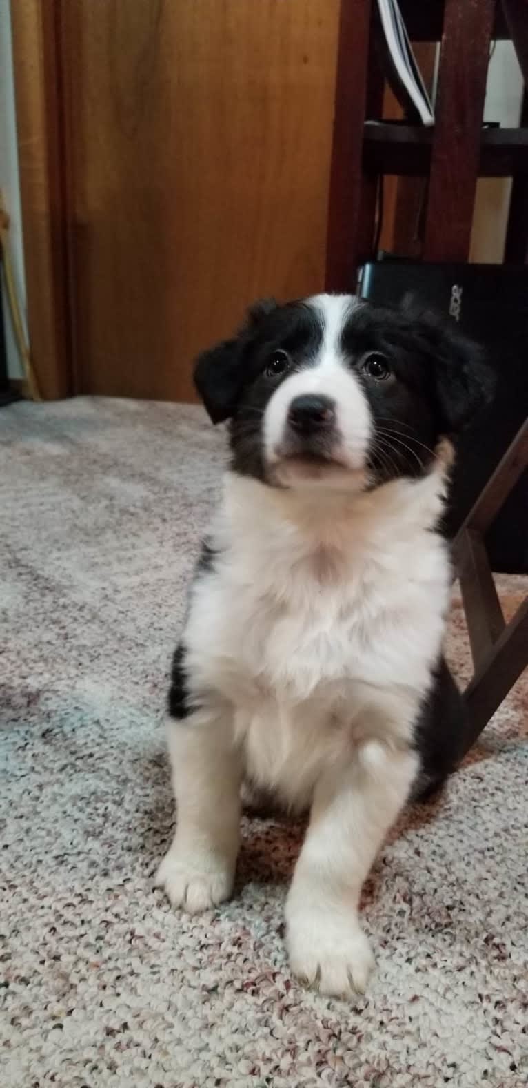 Willow, an Australian Shepherd and Border Collie mix tested with EmbarkVet.com