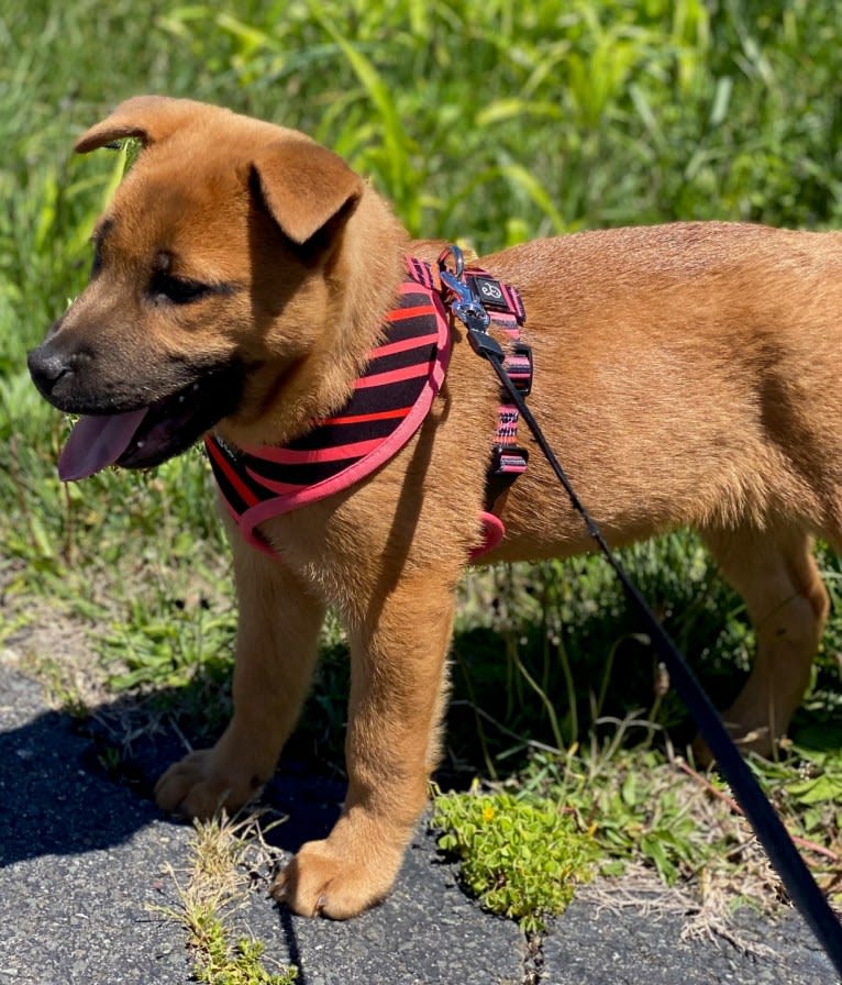 Nala, a Chow Chow and Chinese Shar-Pei mix tested with EmbarkVet.com