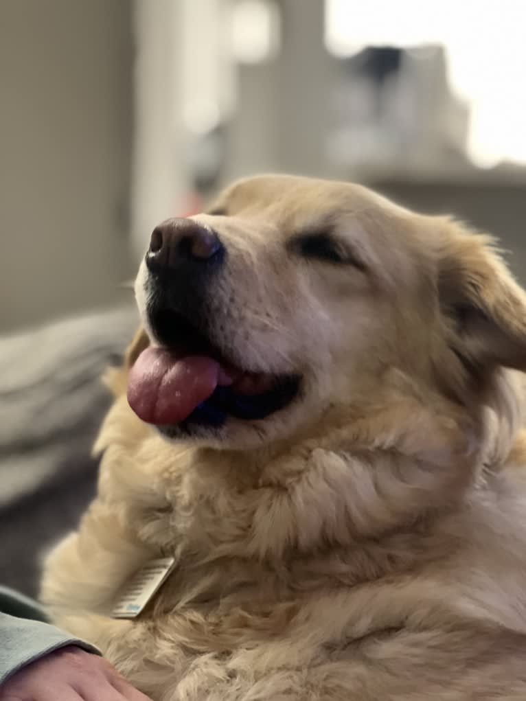 Charlie, a Southeast Asian Village Dog and Golden Retriever mix tested with EmbarkVet.com