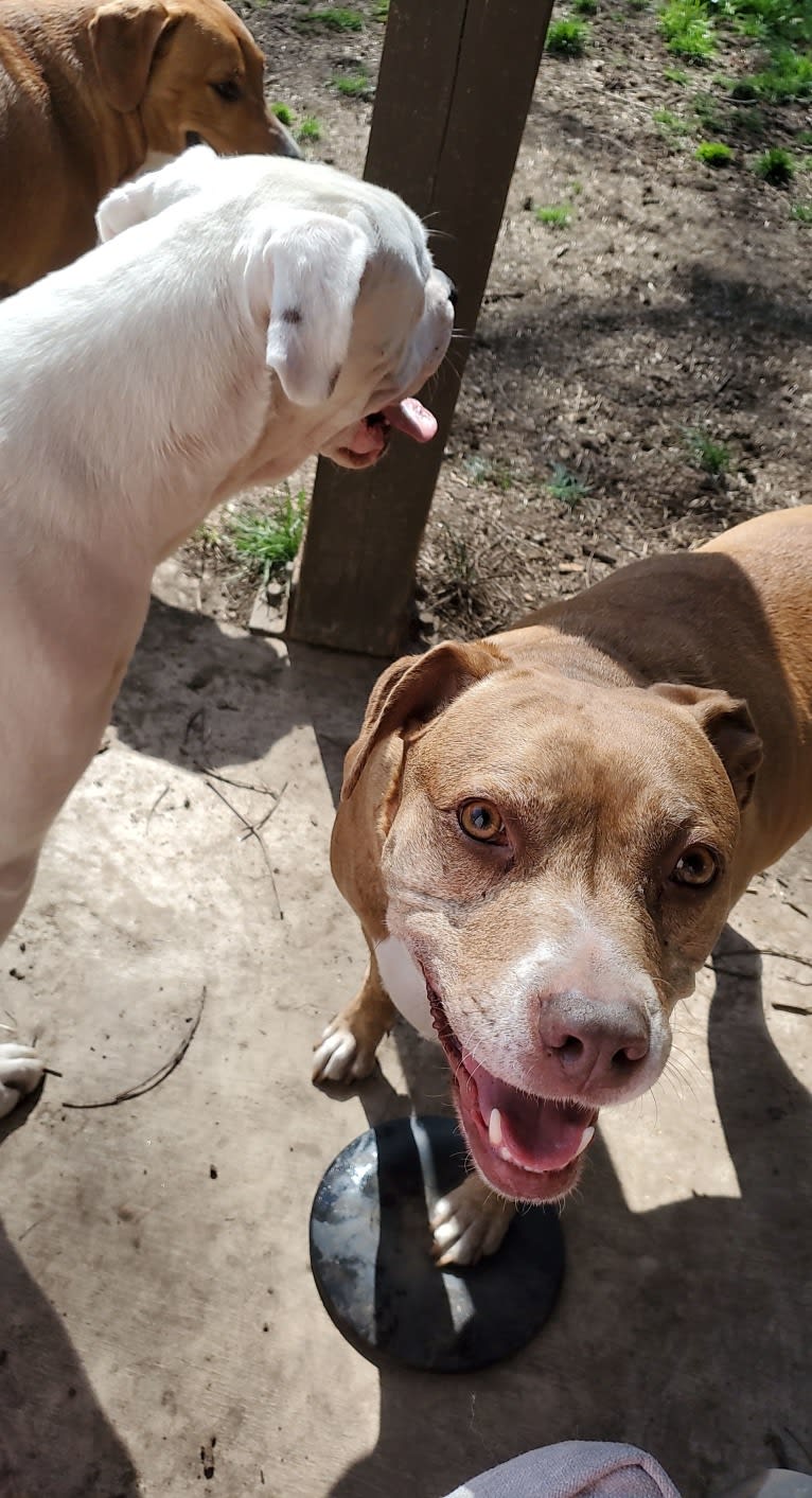 Buttercup, an American Pit Bull Terrier and Labrador Retriever mix tested with EmbarkVet.com