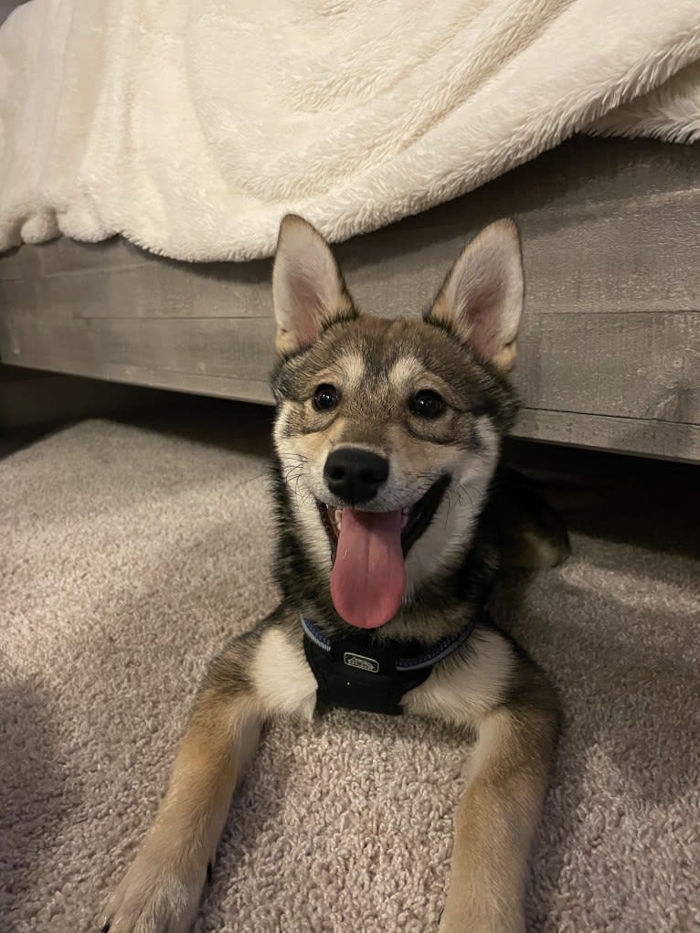 Stella, an Alaskan Klee Kai and Shiba Inu mix tested with EmbarkVet.com